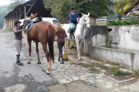 horses and hay