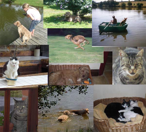 pets b&b dordogne